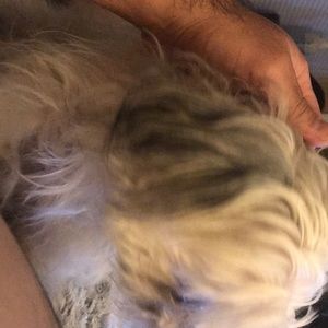 Meet your Posher, Oscar